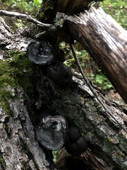 Daldinia concentrica