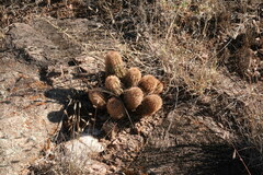 Echinocereus reichenbachii caespitosus