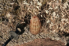 Echinocereus reichenbachii caespitosus
