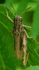Chorthippus apricarius
