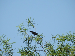 Agelasticus cyanopus