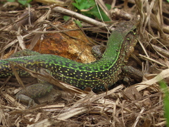 Ameiva praesignis