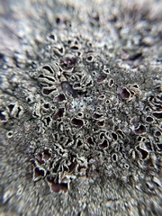 Xanthoparmelia cumberlandia