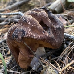 Gyromitra