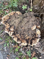 Pseudoinonotus