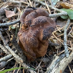 Gyromitra