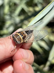 Diceroprocta viridifascia