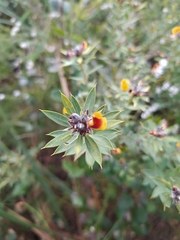 Pultenaea reticulata