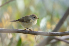 Phylloscopus collybita