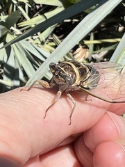 Diceroprocta viridifascia