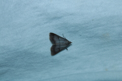 Bleptina caradrinalis