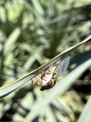 Diceroprocta viridifascia