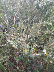 Pultenaea reticulata