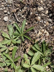 Potentilla recta