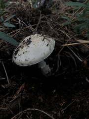 Pantherinae