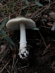 Pantherinae