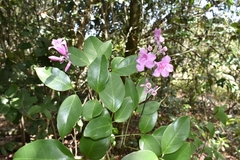 Fridericia conjugata