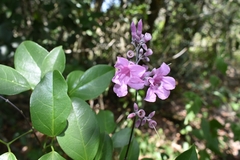 Fridericia conjugata