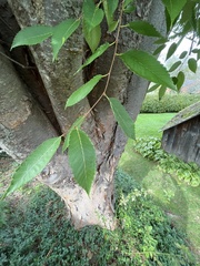 Zelkova