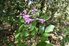 Fridericia conjugata