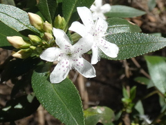 Myoporum petiolatum