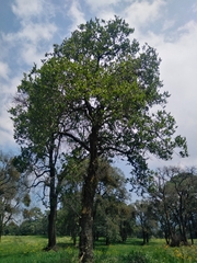 Alnus acuminata
