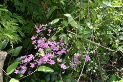 Fridericia conjugata