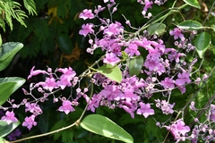Fridericia conjugata