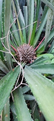 Bromelia karatas