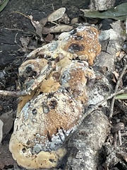 Pseudoinonotus