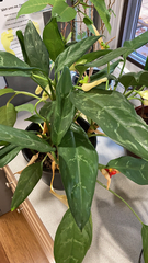 Aglaonema