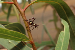 Ephippitytha trigintiduoguttata