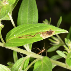 Calycomyza cynoglossi