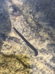 Haemopis sanguisuga