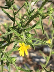 Dittrichia graveolens