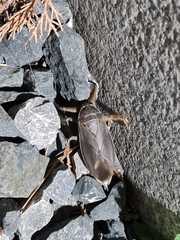 Lethocerus americanus