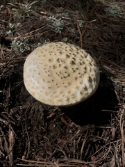 Amanita magniverrucata