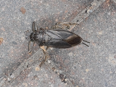 Lethocerus americanus