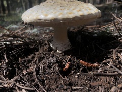 Amanita magniverrucata