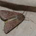 Red-backed Cutworm Moth - Photo (c) James Bailey, some rights reserved (CC BY-NC), uploaded by James Bailey