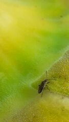 Stictopleurus punctatonervosus