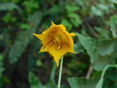 Calochortus barbatus
