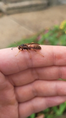 Polistes rubiginosus