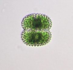 Cosmarium