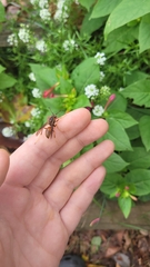 Polistes rubiginosus
