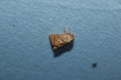 Apoda y-inversa