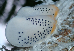 Poekilloptera phalaenoides
