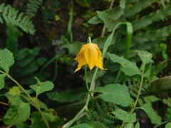 Calochortus barbatus