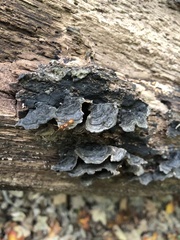 Hymenochaete rubiginosa