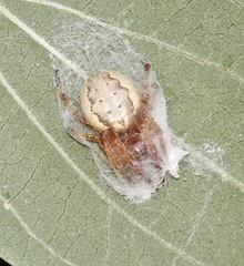Araneidae